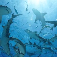海洋 - 6RJLWp5rPlvFTap1a3ysVqbMWlF.jpg