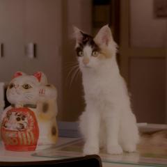 租赁猫 - nc5SRcKcA61F39f1qgbgmth9i7n.jpg
