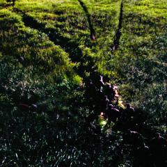 侏罗纪公园2：失落的世界 - pCaa3Dz0UrtsrNn1ct4hnQTSTEO.jpg
