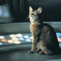 鬼马太空猫 - wrtByjLIqkTFlChOMFPxYfmnJzC.jpg