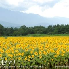 向日葵 - p1605056340694730483.jpg