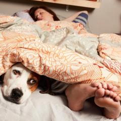 萌犬先生 - rOQtqWanrwjDodJKw3lo1Bv3VgJ.jpg