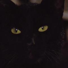 黑猫 - 3elIA2p7C0jp0x4O7PDfTm3KXW5.jpg