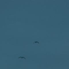 一次失误 - p1734535515398929182.jpg