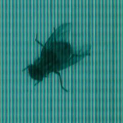 午夜凶铃(美版) - fZawb75nSCgYWVJQhCwFQ8W75yv.jpg