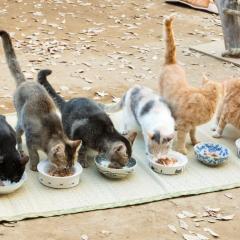 猫咪后院之家 - rrF9XAAgN2jJT3qUqpSNCWtoJQJ.jpg
