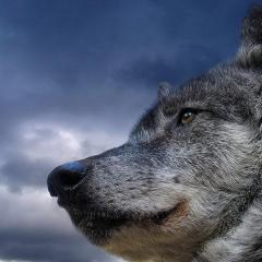 狼踪 - 5u7IMiq5mr2dj27A47rYrTXp1k4.jpg