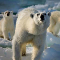 冰冻星球 - 5EDouKAWI081e29aNOFmYIvf0G9.jpg