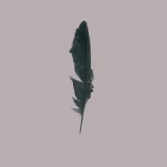 Black Bird - lmufooTiRoFXWFu7wk3HnFLqNAj.jpg