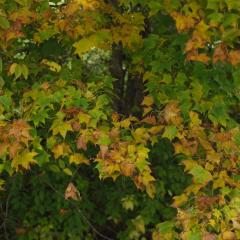 小森林：夏秋篇 - ppyqNXaZNFsCNKAxUzvuwzsrupT.jpg