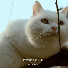 胖虎日记 - 435e1514ebab1a3c.png