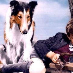 灵犬莱西 - tJZrxOn4TlINFJlncXP58jiMNQv.jpg
