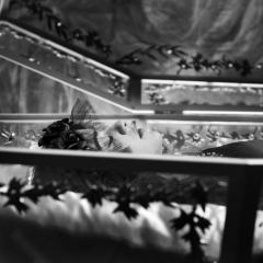 白雪公主斗牛记 - eNT5ShcrV3h4QI4Fmt6F62BpGdM.jpg