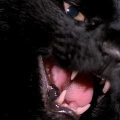 黑猫 - 3jK0kkORRHaRo6u9ThghFIBm3tf.jpg