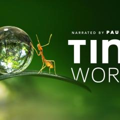 Tiny World - wx3RhfHpGP3C7cJRoynTHZgOW3B.jpg