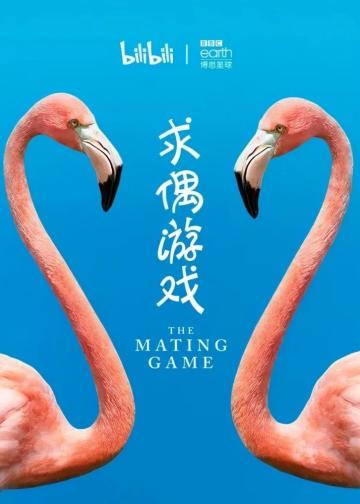 求偶游戏