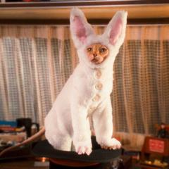 猫狗大战2：珍珠猫复仇 - sQ5wPFCfbygUftUYww5KJKrlnM7.jpg