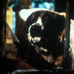 狂犬惊魂 - aIXsowldQZpOisqvjO9CZsC042l.jpg