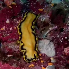 梦幻珊瑚海：唤醒 - xl1lVA7181vTobj5EBCmbPjm24N.jpg