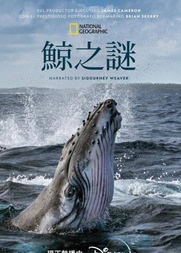鲸的秘密