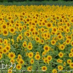 向日葵 - p1605056340892477907.jpg