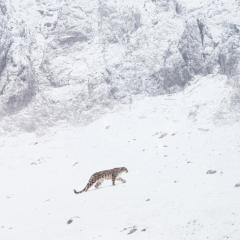雪豹女王 - xmcKYoMQOPA5L07b8m6nhdYaBpW.jpg